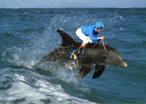 dolphin_rider.jpg