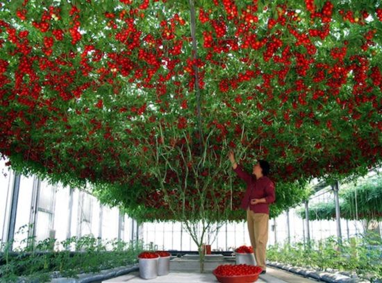 tomato-tree02.jpg